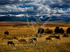 IDAHO Horses